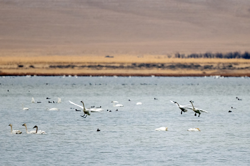 Swans swimming, flying, and landing on migration lake in Montana in northwest USA.