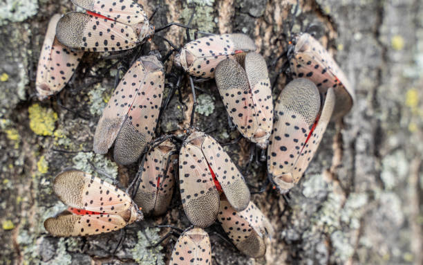 Swarm of Spotted Lanternflies stock photo