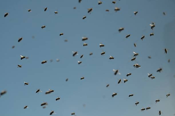 Swarm Swarm of bees swarm of insects stock pictures, royalty-free photos & images