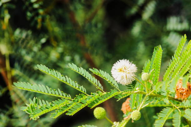 Sweet Acacia (Vachellia farnesiana) stock photo