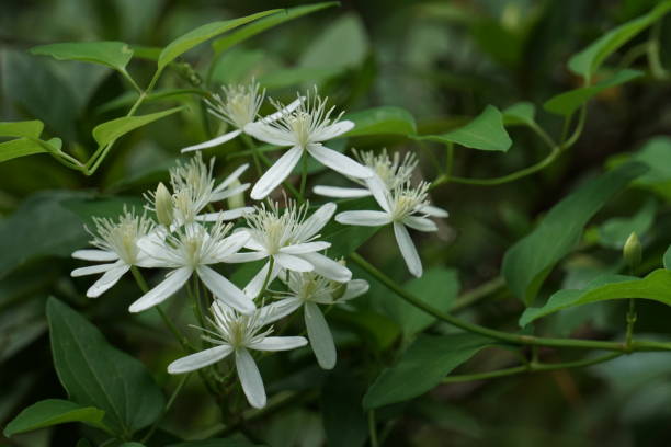 Sweet Autumn Clematis flower Sweet Autumn Clematis (Clematis terniflora) is blooming on vine up the tree, nicely fragrant in the late of summer in GA USA. clematis stock pictures, royalty-free photos & images