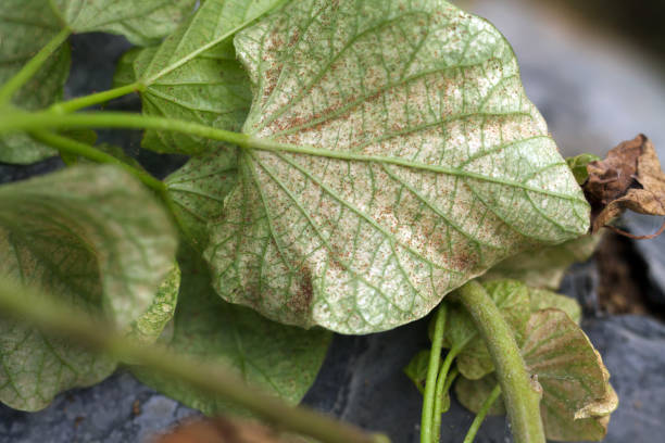 Sweet potato plant infected red spider mite Sweet potato plant infected of red spider mite tetranychus plant stock pictures, royalty-free photos & images