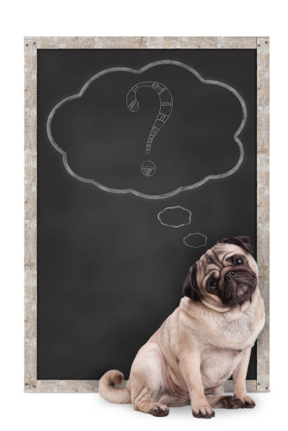 sweet smart pug puppy dog sitting in front of  blackboard with chalk question mark in thought bubble stock photo