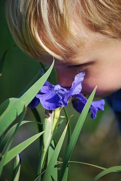 Sweet Smelling Spring Iris stock photo