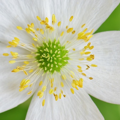 A lovely white Anemone flower selectively focused and photographed closely on a vivid green background.