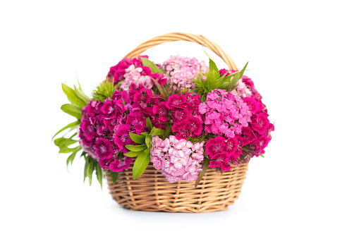 Sweet William Flowers  in basket on white background