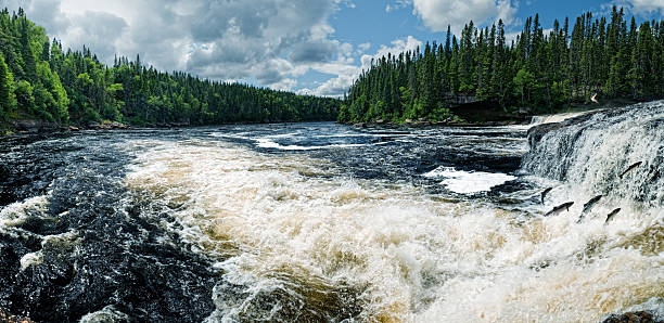 Swim Upstream Atlantic Salmon jump a set of falls in Northern Newfoundland. rapids river stock pictures, royalty-free photos & images