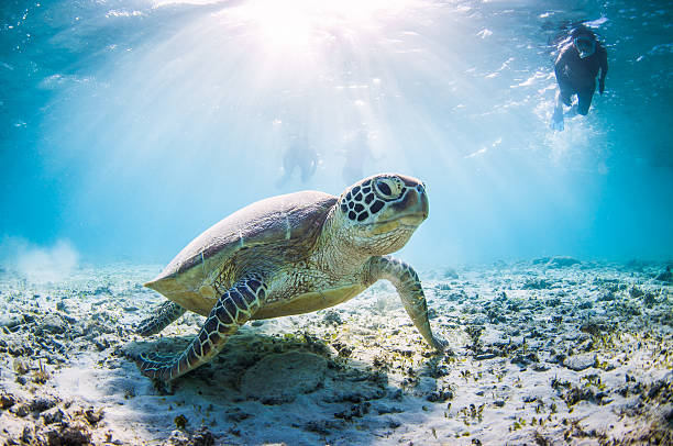 Swiming with Mr Sea turtle stock photo