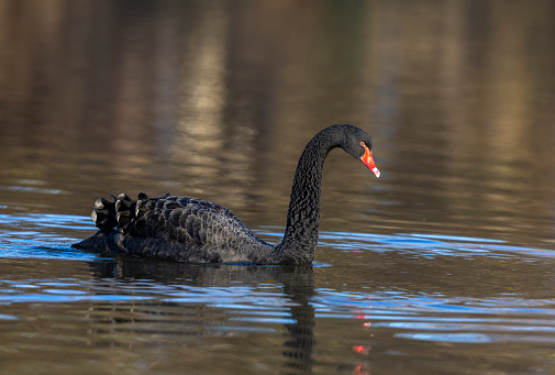 Black swan (Cygnus atratus) swimming in a lake.