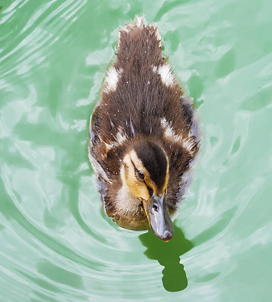 Small Duck Swimming