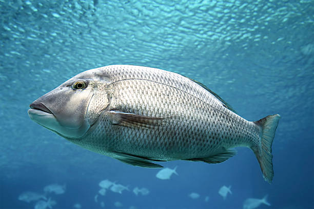 Swimming Fish Close-Up A bright silver Barramundi  perch fish stock pictures, royalty-free photos & images