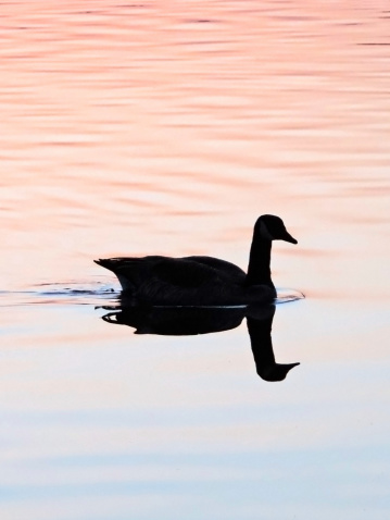swimming canada goose in the sunset