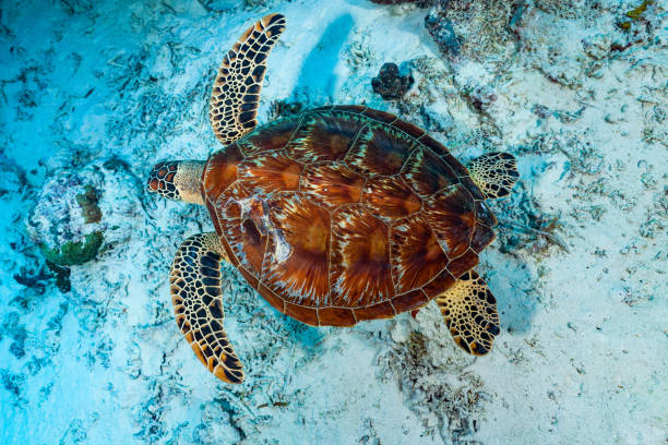 Swimming Green Turtle Chelonia midas from Above, Palau, Micronesia stock photo