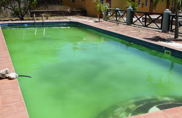 swimming pool with green algae growth Unmaintained swimming pool with green algae growth, the most common type of algae found in pools green algae stock pictures, royalty-free photos & images