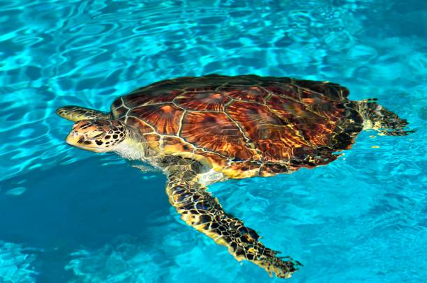 Swimming sea turtle stock photo