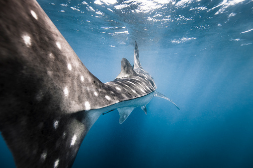 Swimming with a whale shark in the ocean