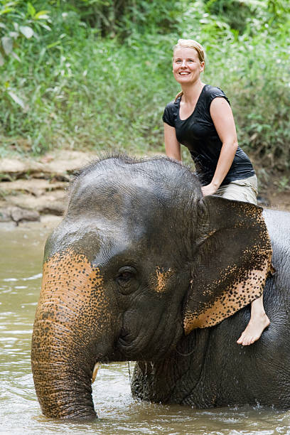 Swimming with elephant stock photo