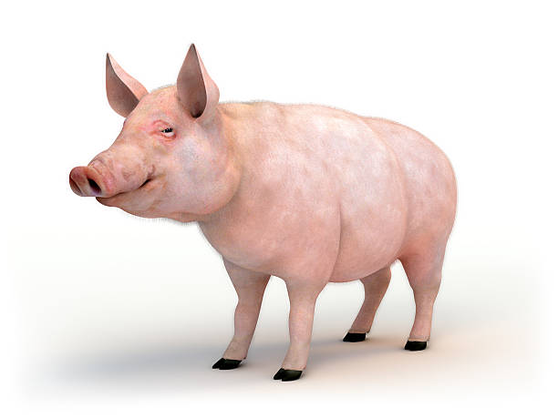 Swine isolated on white with clipping path High resolution render of pig isolated on white. Clipping path included. domestic pig stock pictures, royalty-free photos & images