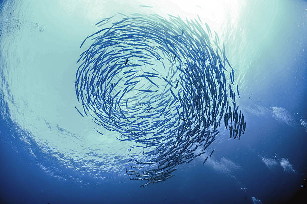 Swirl Of Fish Barracuda Barracuda Swirl school of fish stock pictures, royalty-free photos & images