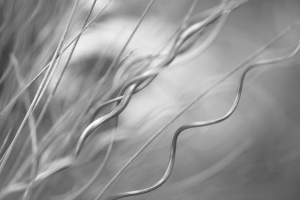 Swirling Stalks Monochrome stock photo