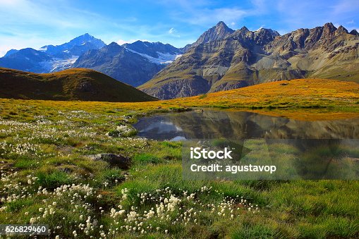 istock Swiss alps landscape: Alpine Lake reflection, cotton wildflowers meadows, Zermatt 626829460