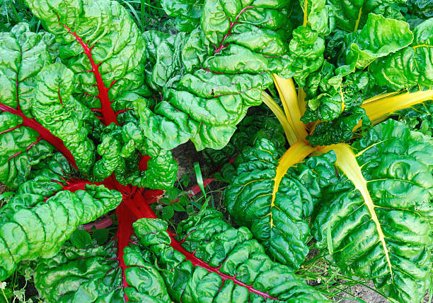 Swiss Shard  chard stock pictures, royalty-free photos & images
