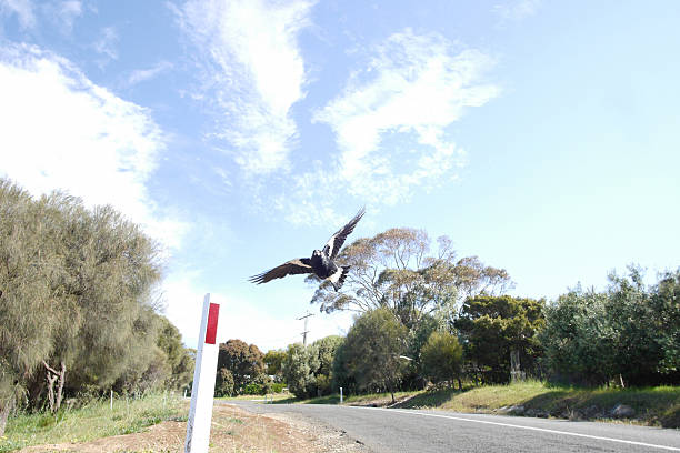 Swooping magpie stock photo