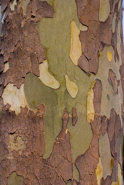 Sycamore Tree Bark stock photo