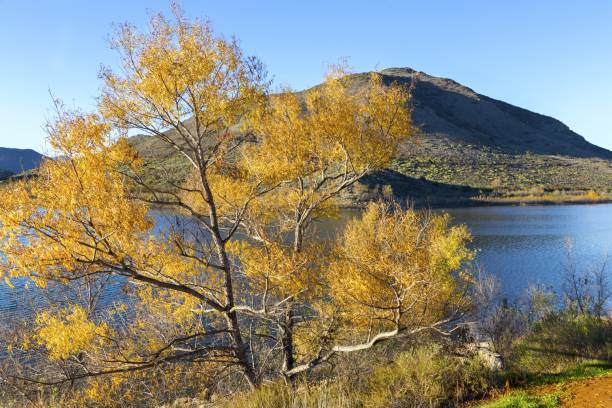 árbol de sicomoro con hojas amarillas, pintoresco lago hodges - lake hodges fotografías e imágenes de stock