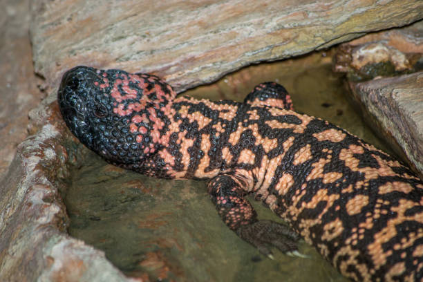 Sydney Australia Orange lizard gila monster stock pictures, royalty-free photos & images
