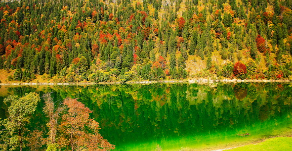 Sylvensteinsee lake reflection and Pine tree alpine woodland landscape at golden autumn - Bavarian alps, Germany, border with Tirol, Austria