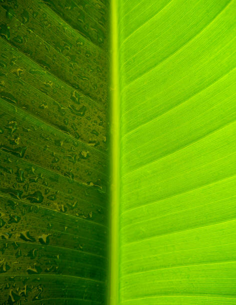 Symmetrical leaf in the rain Close up of a symmetrical leaf representing dark and light in the rain. circular economy stock pictures, royalty-free photos & images