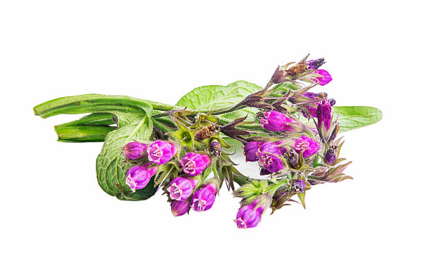 Symphytum.Comfrey medicinal plant isolated stock photo