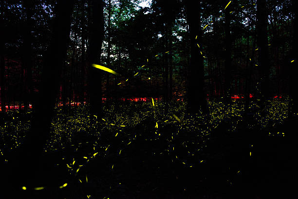 Synchronous Fireflies stock photo