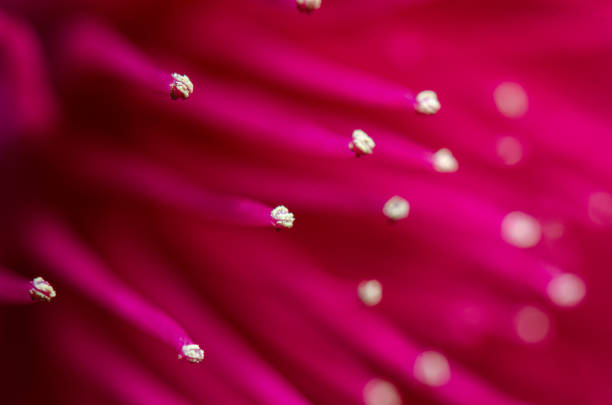Syzygium malaccense flower tentacles of the red jambo. Selective focus. stock photo