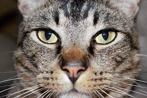 Tabby Cat Close up stock photo