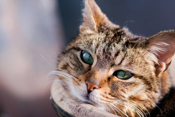 Tabby cat gazing at camera laying against flowerpot stock photo