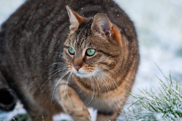 Tabby cat hunting in snow stock photo
