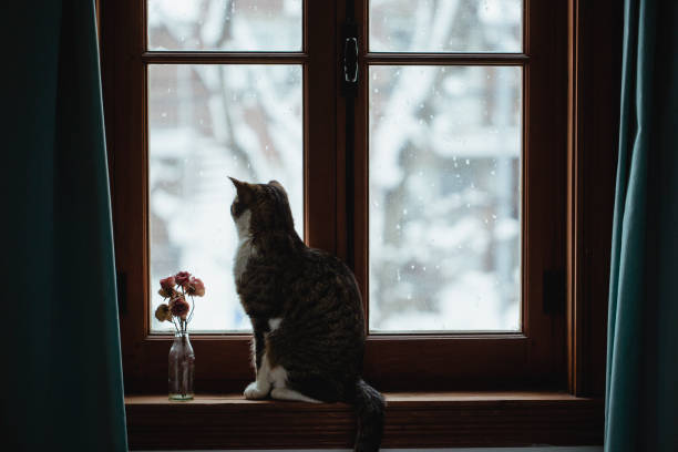 tabby katt tittar på snön faller genom ett fönster - cat snow bildbanksfoton och bilder