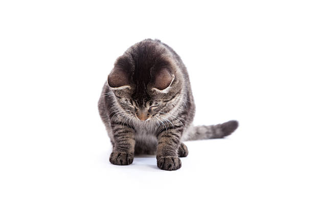 Tabby Cat Looking Down stock photo