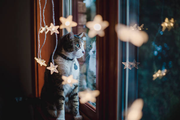 tabby cat tittar genom ett fönster med julljus - cat snow bildbanksfoton och bilder
