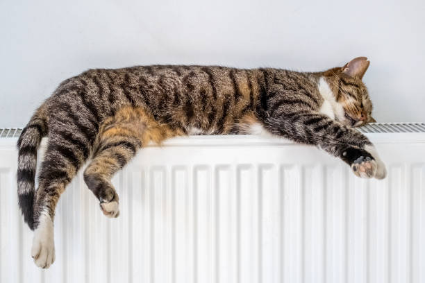 Tabby cat lying on a warm radiator by the wall stock photo