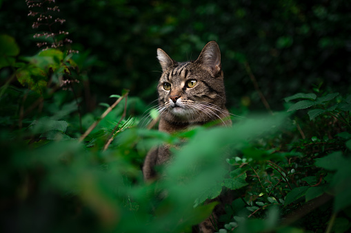 curious tabby cat outdoors standing amid green plants and bushes observing nature