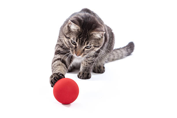 Tabby Cat Playing with Ball stock photo