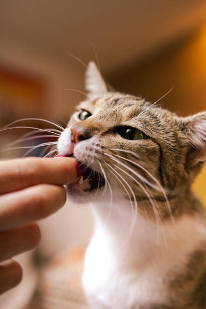 Tabby cat reaching for food from her owners fingers. stock photo
