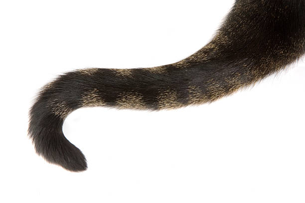Tabby Cat Tail Isolated Tail of a domestic tabby cat with a curve in it. Isolated on white background.  tabby cat stock pictures, royalty-free photos & images