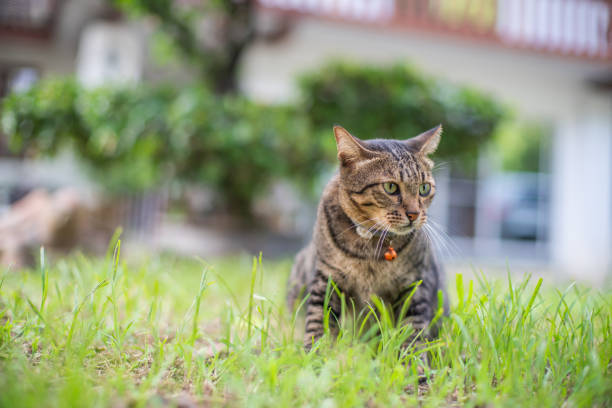 Tabby Cat with collar sitting on grass at home stock photo
