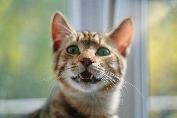 Tabby cat with open mouth looks at camera. Striped cat with open mouth looks at camera. Close-up of funny green-eyes pussycat. Pet sits at windowsill. Awesome domestic animals. Summer out of window. meowing stock pictures, royalty-free photos & images