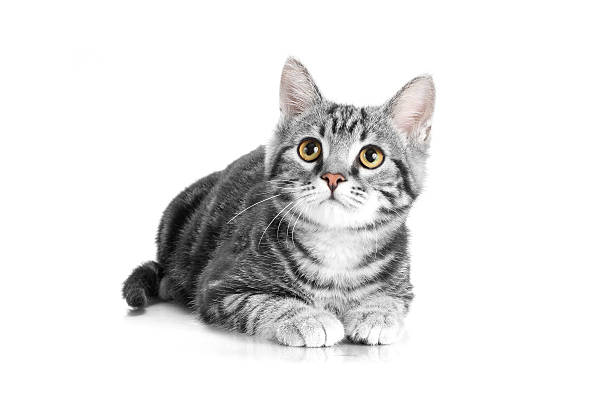 getigerte katze graue katze liegt auf weißem hintergrund - tatze katze freisteller stock-fotos und bilder