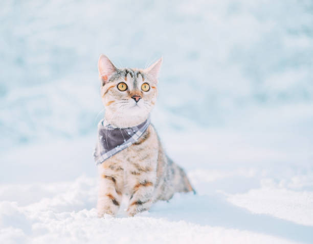 tabby röd katt sitter i snödrift på vintern. - cat snow bildbanksfoton och bilder